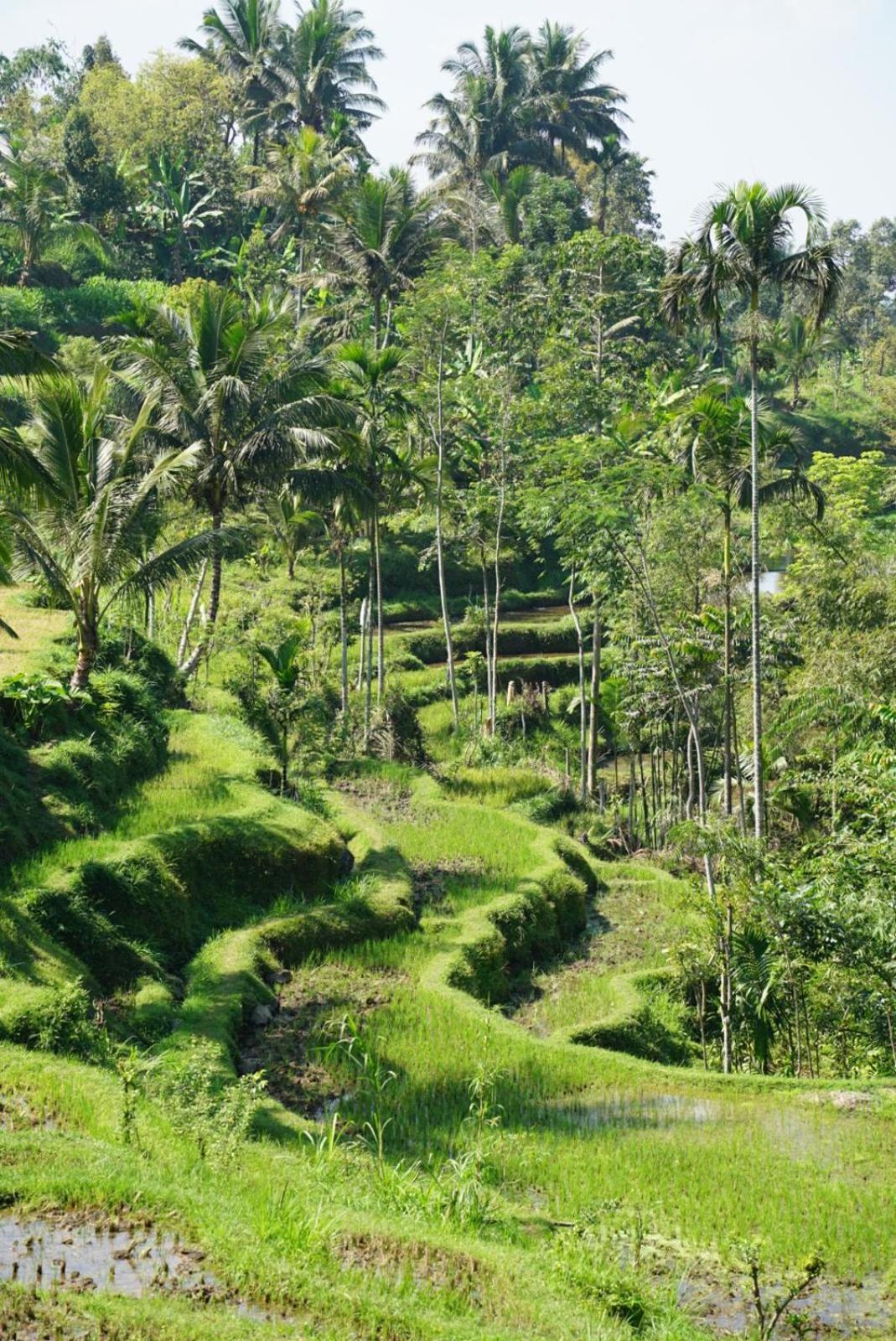 Tetebatu Indah Homestay Buitenkant foto