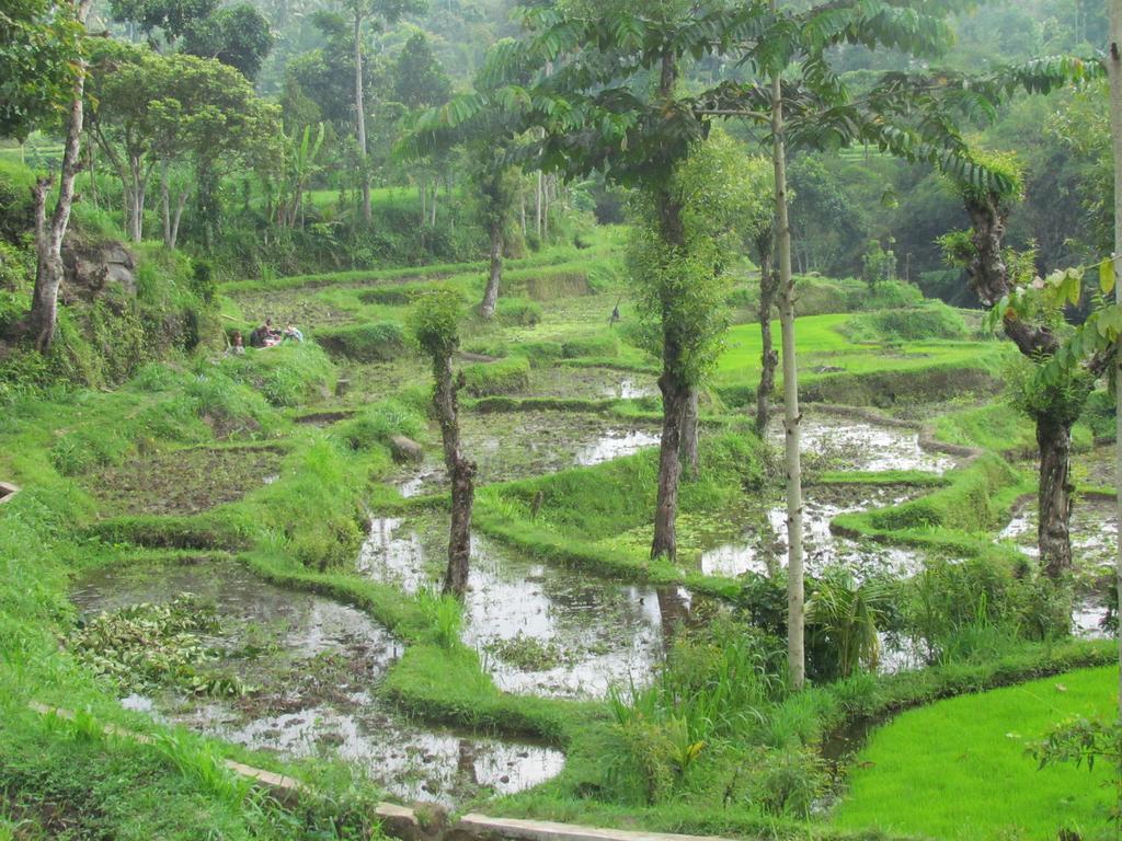 Tetebatu Indah Homestay Buitenkant foto